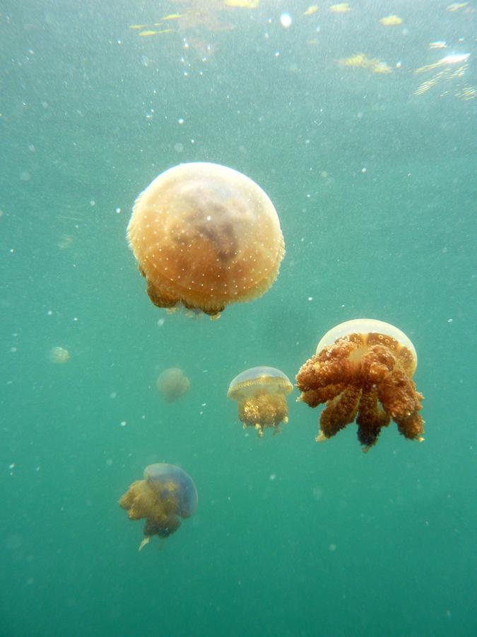 Kadidiri Paradise Batudaka Zewnętrze zdjęcie